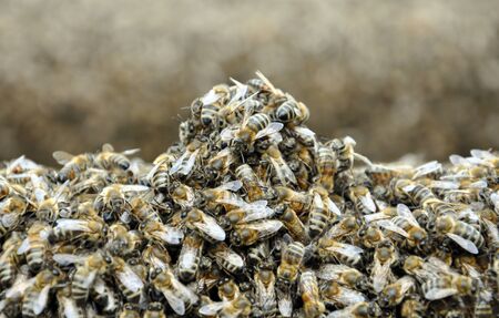 bee frame with bees