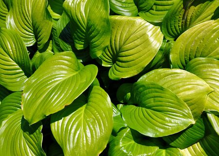 lush green bush