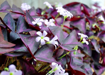 blooming pink flowers with burgundy leavesの写真素材