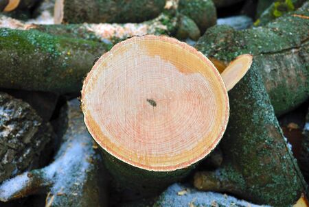 cut of a treeの写真素材