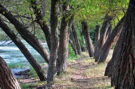 trees by the river for your design