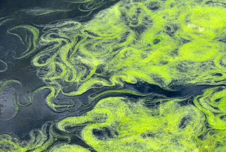 green conferva on the water surface  for your designの写真素材