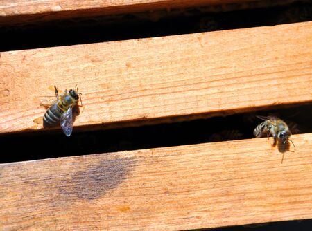 bee frames with bees for your design