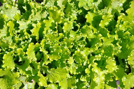 green salad growing in the garden for your design