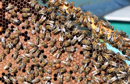 bee frames with bees for your design