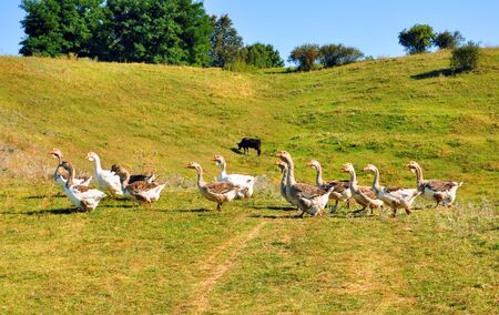 geese on a lawn for your designの写真素材