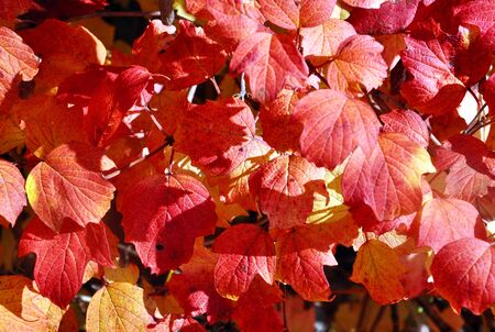 bush with yellow leaves in the sunlight for your design
