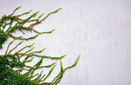 abstract background with stone wall and ivy on it