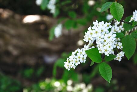 branch of a white blossoming bird cherryの写真素材