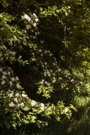 flowering bush with white flowers for your design