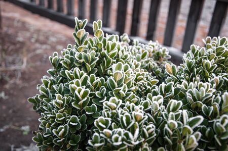 bush of stonecrop family covered with frost for your design