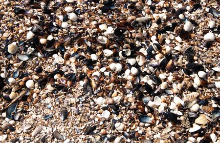 Barnacles and shells on the seashore for your design