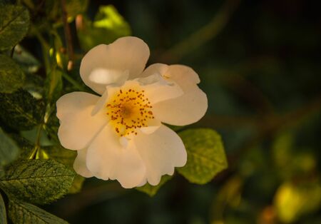 Flower of Rosa corymbifera on the bush for your designの写真素材