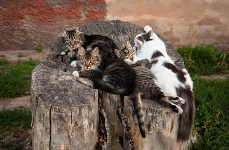 A group of cosy cats lying comfortably on an old stump. Quality image for your projectの写真素材