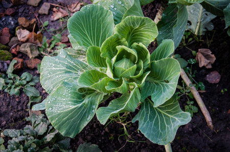 Green juicy headed cabbage with dew on the leaves growing on black soil. Quality image for your project.の写真素材