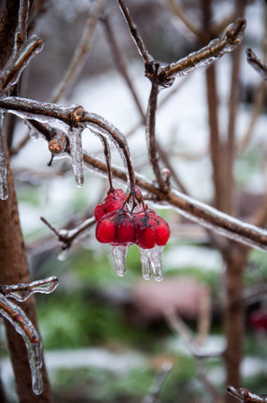 Viburnum bush with red berries covered with ice after icy rain. Quality image for your project.