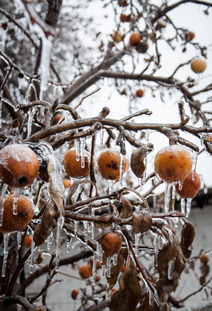 Frozen apples on a leafless branch covered with ice. Quality image for your project.の写真素材