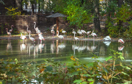 A flock of white flamingos in the lake at the zoo. Quality image for your project