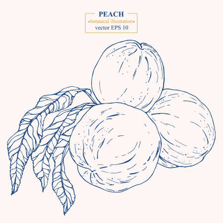 Vector hand darwn peach isolated on white background. Eps 10. Line-art botanical illustrationのイラスト素材