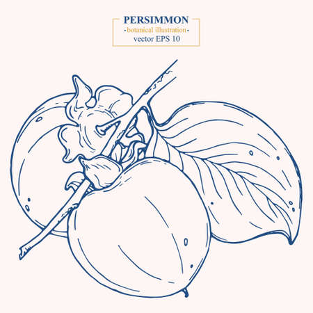 Vector hand darwn persimmon isolated on white background. Eps 10. Line-art botanical illustrationのイラスト素材