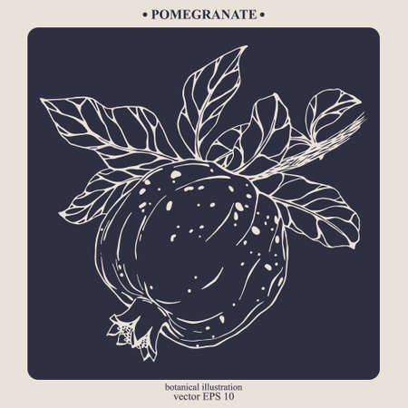 Vector hand darwn pomegranate. Eps 10. Line-art botanical illustrationのイラスト素材