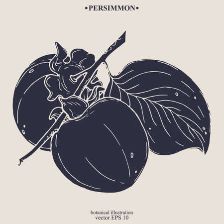 Vector hand darwn persimmon. Eps 10 botanical illustrationのイラスト素材