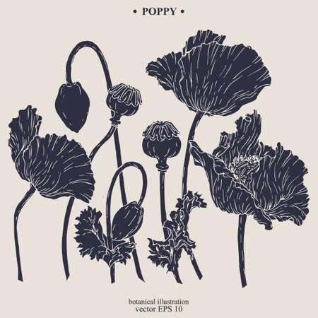 Vector hand darwn poppy flower. Eps 10 botanical illustrationのイラスト素材