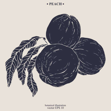 Vector hand darwn peach. Eps 10 botanical illustrationのイラスト素材