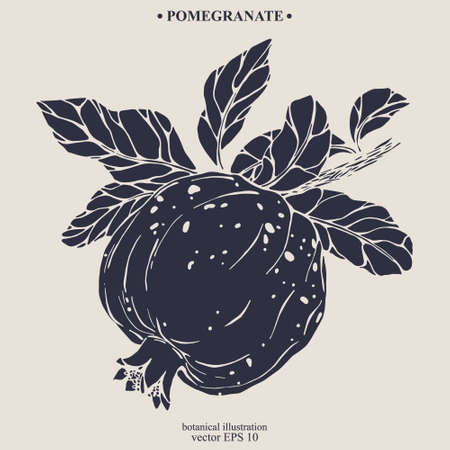 Vector hand darwn pomegranate. Eps 10 botanical illustrationのイラスト素材