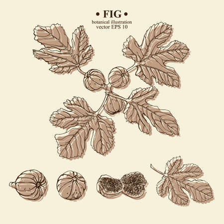 Vector set of hand darwn fig elements. Three figs on a branch with leaves, whole figs, leaf, sliced fig. Botanical illustration for backdrop, cover design, wedding cards, party invitationのイラスト素材