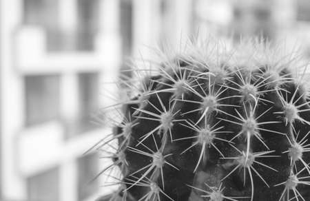 Round green cactus with long sharp rings. Quality image for your projectの写真素材