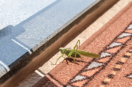 Tettigonia viridissima. Great green bush-cricket in the city. Quality image for your projectの写真素材