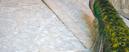 Back view of the peacock bird. Peacock tail. Quality image for your projectの写真素材