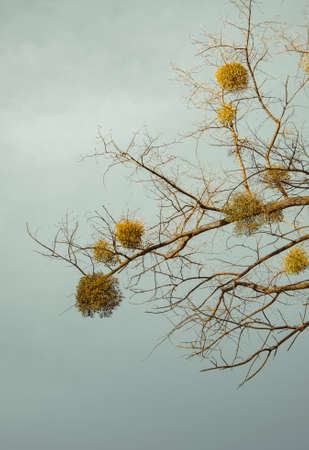 Mistletoe on poplar branches against the background of the sky. Quality image for your project