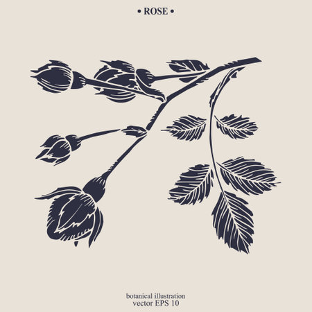 Vector hand drawn Rose Flower. Eps 10 botanical illustrationのイラスト素材