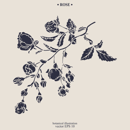 Vector hand drawn Rose Flower. Eps 10 botanical illustrationのイラスト素材