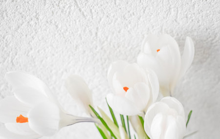 White crocuses close-up. Quality image for your projectの写真素材