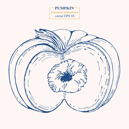 Vector hand drawn Pumpkin. Eps 10 botanical illustrationのイラスト素材