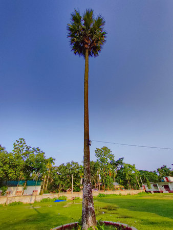 palm tree standing tall in the sky
