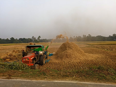 paddy crop harvesting in indian village
