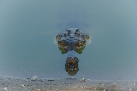 fresh water crocodile looking above the water level