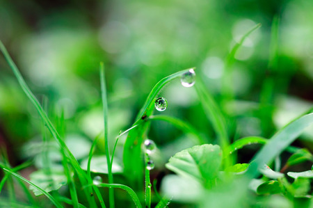 water drops on the green grass