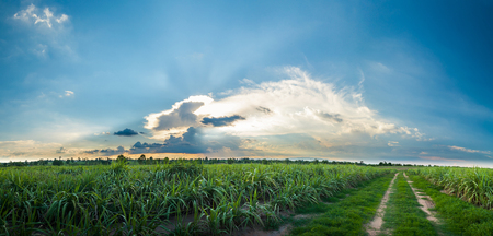 sugarcane field,  panoramaの写真素材