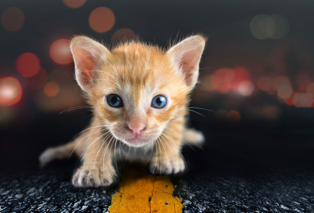 A Lonely Little Cat On Road abstractの写真素材