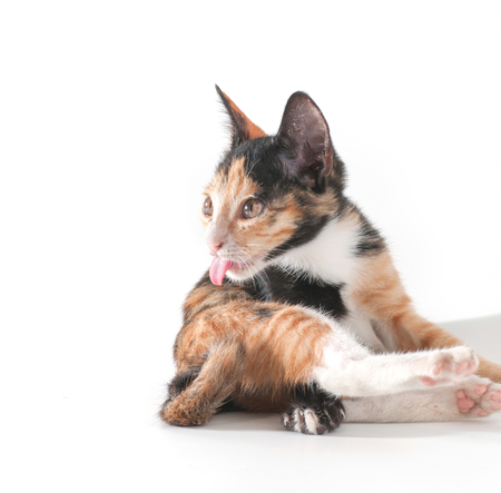 cat isolatedの写真素材