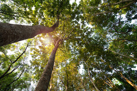 forest trees