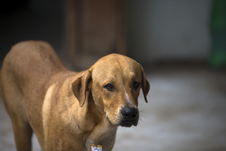 Brown homeless Thai dogの写真素材