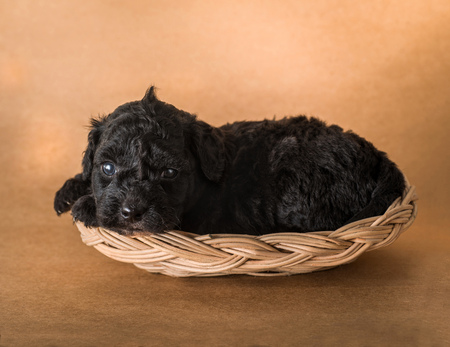 Poodle Puppy in basketの写真素材