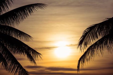 silhouette palm trees with sunsetの写真素材