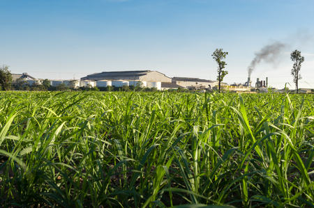 sugar factory with Sugar cane field nature background.の写真素材
